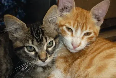 פאזל של Los amigos gatunos