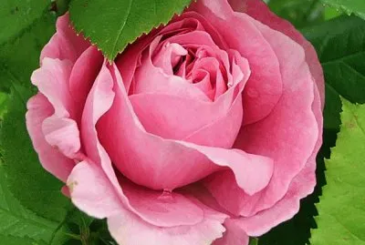 So Pretty- Mary- Rose