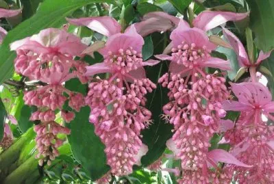 פאזל של medinilla