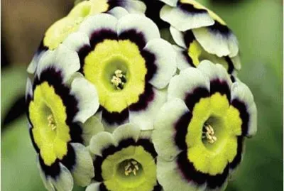 Yellow, Black   White Flower