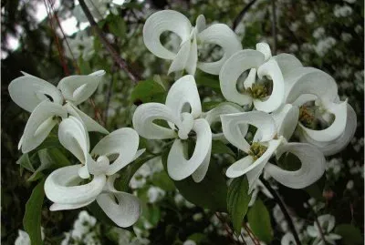 Beautiful White Flowers