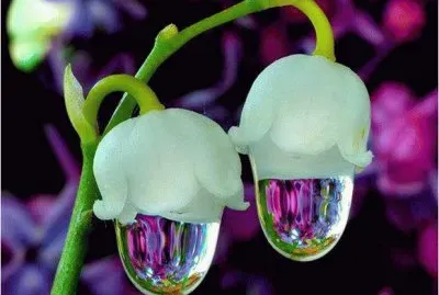 Flowers with water drops
