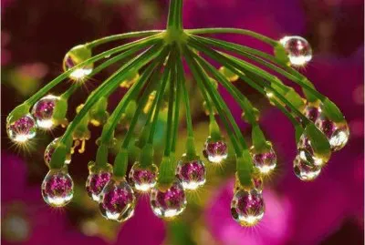 Flower with water drops