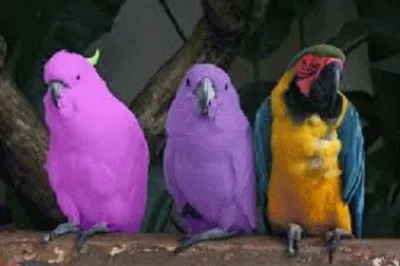 parrots jigsaw puzzle