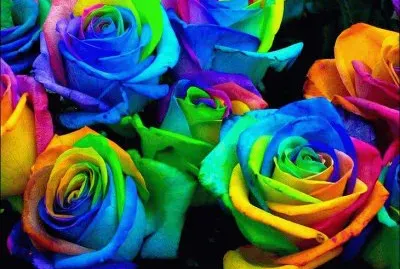 Rainbow Roses