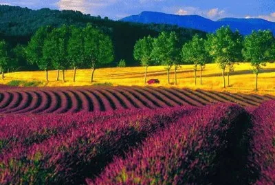 champ de lavandes jigsaw puzzle