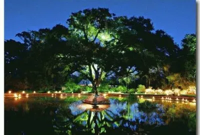 arbre jigsaw puzzle