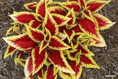 coleus
