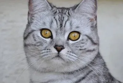 פאזל של - gato,(p)