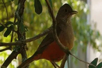 - bonito,(-) jigsaw puzzle