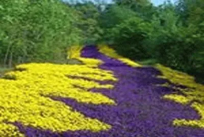 - paisagem,(Â¨6)