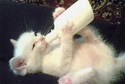פאזל של - gato!
