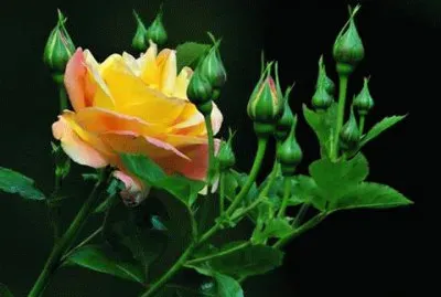 - rosa em botÃ£o