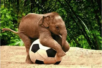 פאזל של Playing with a ball