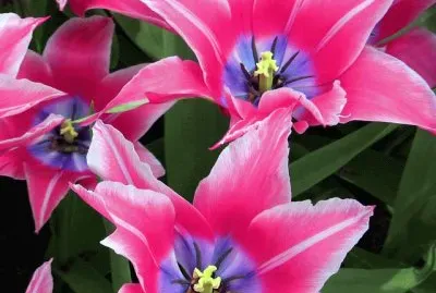 Pink Tulips