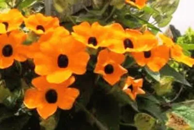 Susana dos Olhos Negros