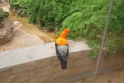 El gallito de las rocas jigsaw puzzle