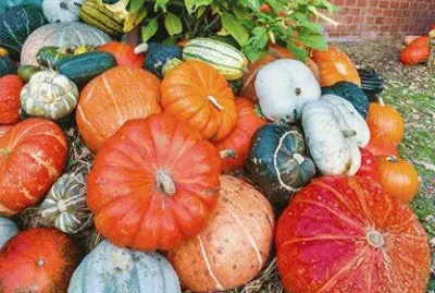 calabasa