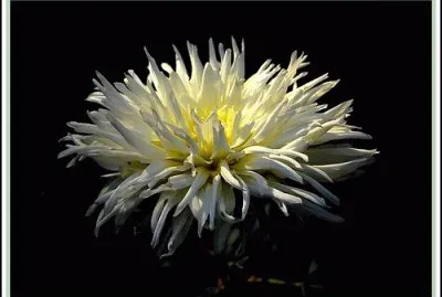 dahlia