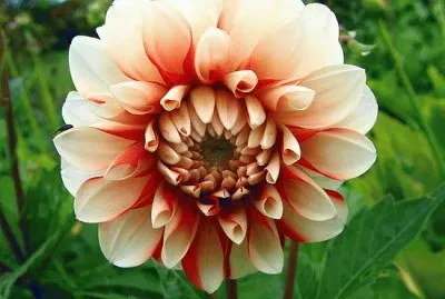 dahlia