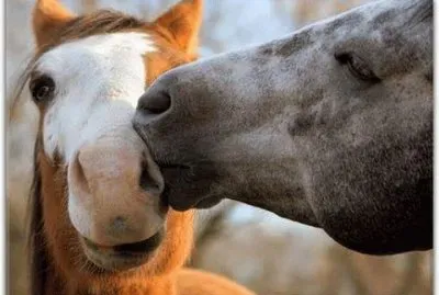 - belo beijo!
