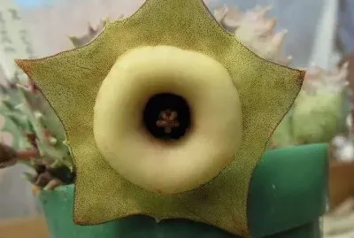 FLOR DE HUERNIA