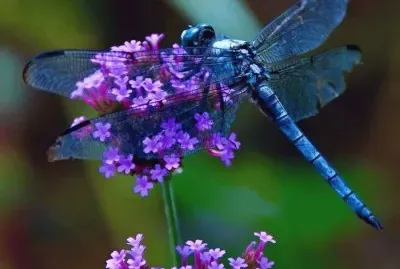MARIPOSA POSADA EN UNA FLOR
