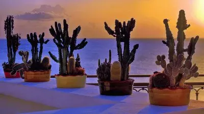 TERRAZA CON CACTUS AL MAR jigsaw puzzle