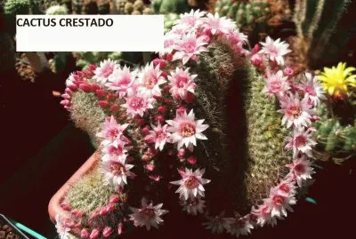 CACTUS CRESTADO EN FLORACION