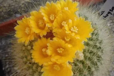 PARODIA EN FLORACION