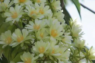 PERESKIA ACULEATA jigsaw puzzle