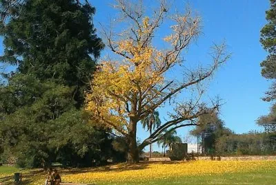 PRADO URUGUAY