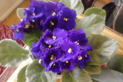 VIOLETAS. jigsaw puzzle
