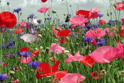 Flowers in the field
