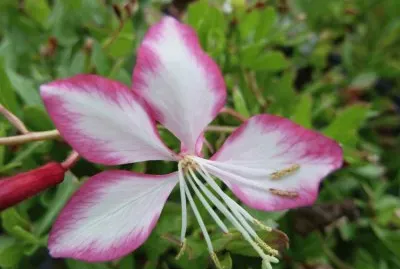 gaura