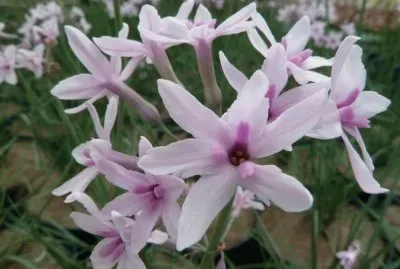 tulbaghia jigsaw puzzle