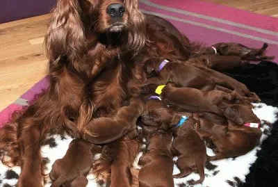 - Romy,(15 filhotes),setter irlandes