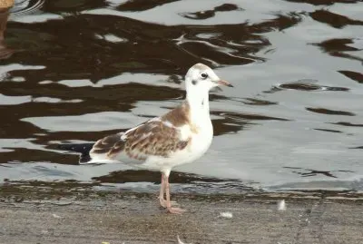 Juvenile Black-headed Gull jigsaw puzzle