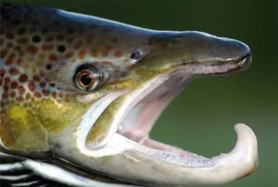 SALMÃ“N EN EL RÃO
