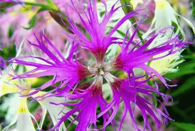 Fractal Flower jigsaw puzzle