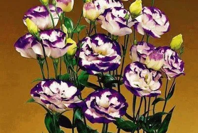 fleurs: lisianthus