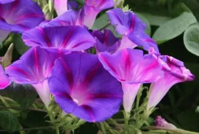 fleurs: liserons