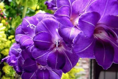 fleurs: glaieuls