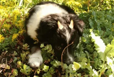 פאזל של Mixed best animal photos from my library.