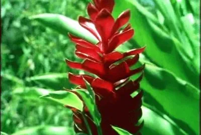 פאזל של spring-59