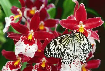 papillon jigsaw puzzle