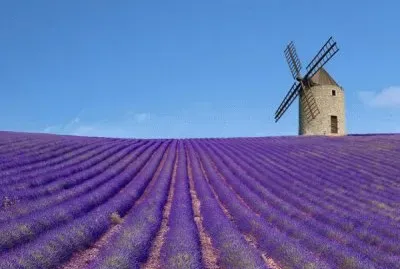 lavanda