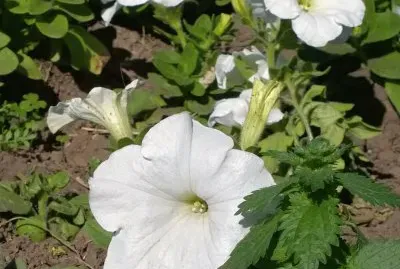 Flor Blanca