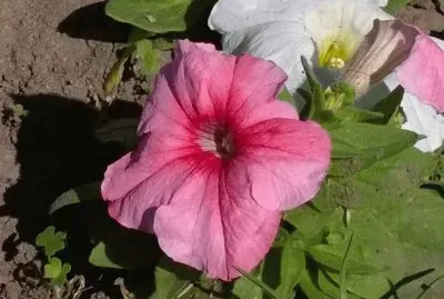 Flor Rosa