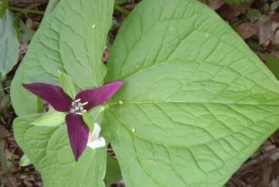 Trillium